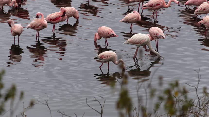 A white flamingo walks among a group of pink flamingos feeding in the shallow waters of a river during the day