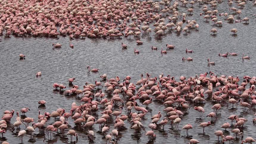 A large number of flamingos idle in a river during the day