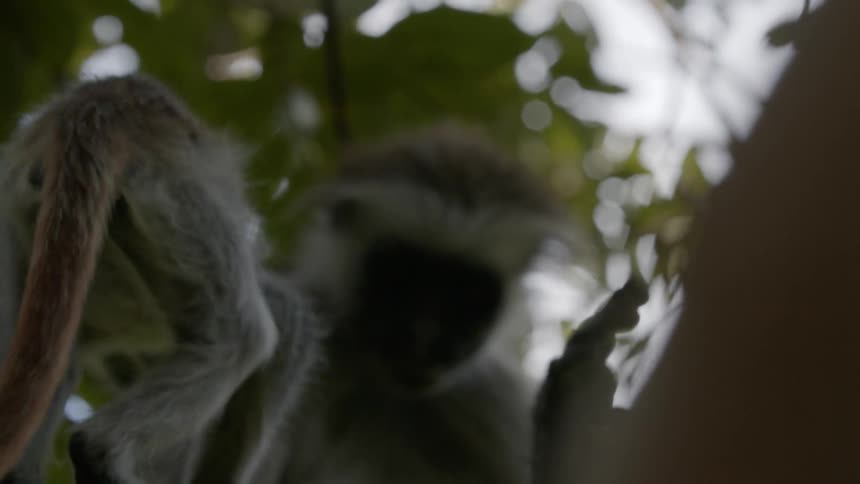Monkeys are on a tree and they are playing around
