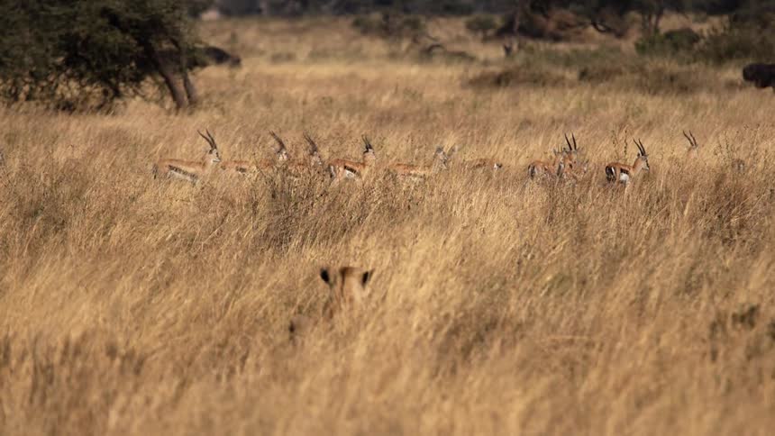 Lioness sits among tall grass watching antelope milling as large dark herbivores move in the background