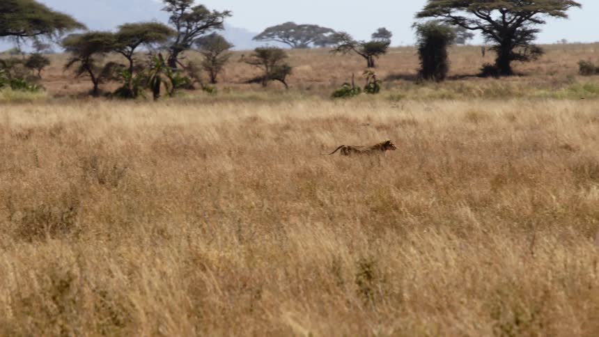 Lioness hunts for food in grassland area