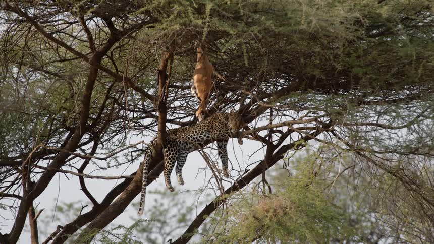 Leopard resting on the branch of a tree guarding its prey