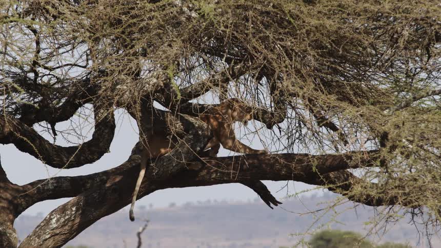 Female lion relaxing on large branch in a tree out in the wild