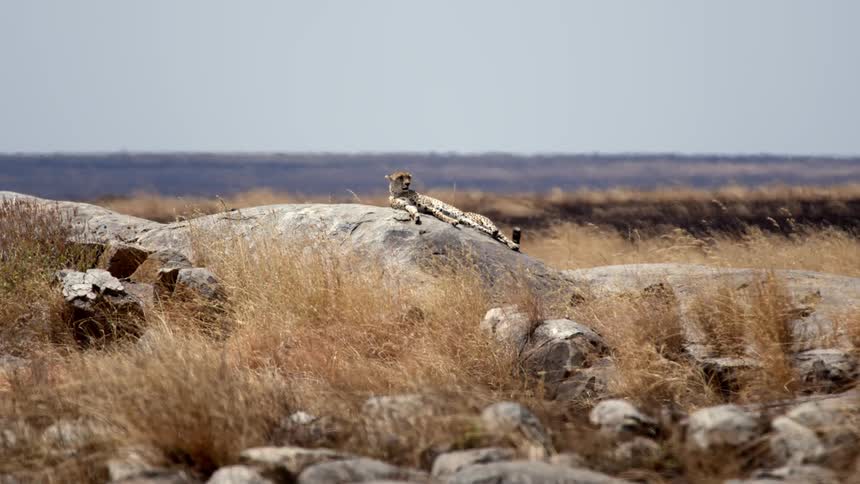 Cheetah lies on its side on boulder in grassland on sunny day