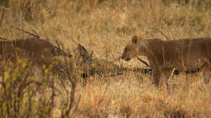 A pair of lionesses walk through a grassland during the day