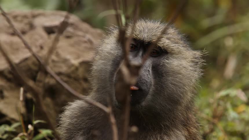 An adult monkey eating while looking up and around at the ground