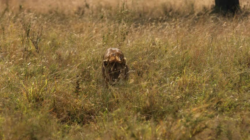 A lion walking through tall grass