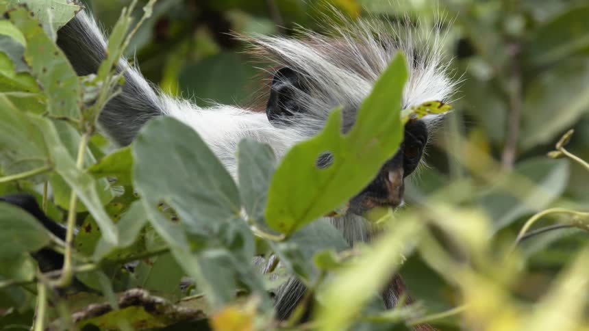 A monkey with a black face and spiky white fur chews leaves while holding onto a branch