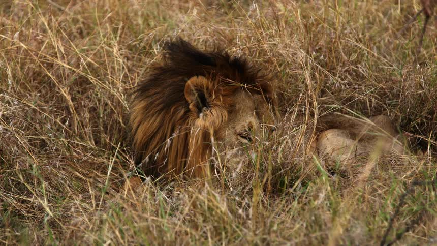 The lion blinks as it lays down its head
