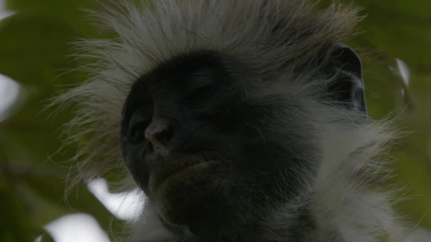 Close up view of a monkey in a tree is displayed