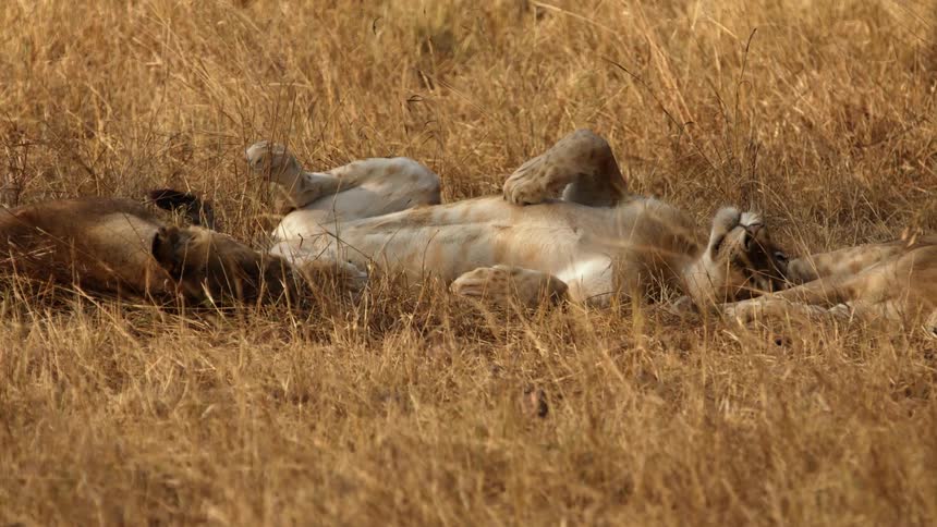 A lion laying on its back amongst a few other lions