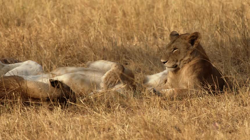 Lionesses lie down and sleeps on brown grass in grassland area