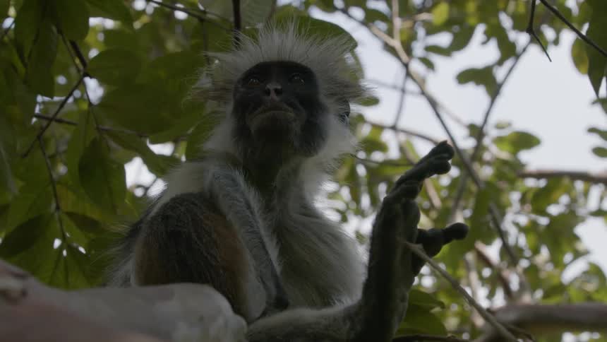 A pair of monkeys sit in a tree during the day