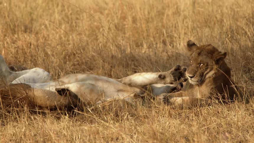 Two lazy lions playfully relaxing on grassland in the wild