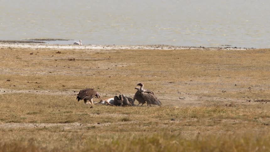 Vultures fighting over a dead carcass in nature