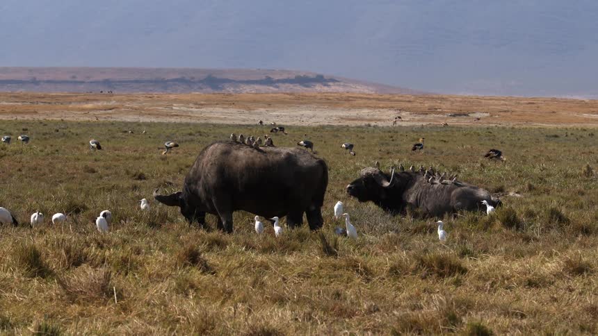 Birds sit on the backs of some buffalo in a field