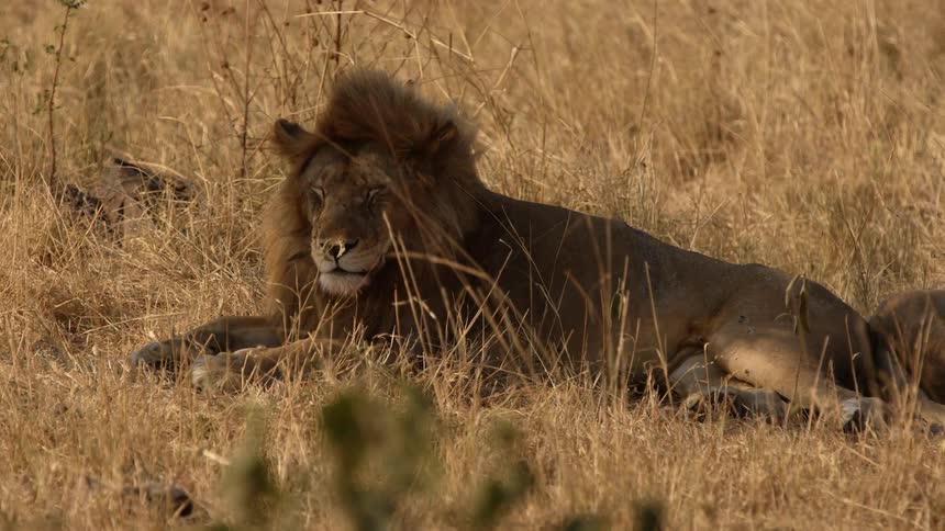An adult lion is resting and looking around in the grass