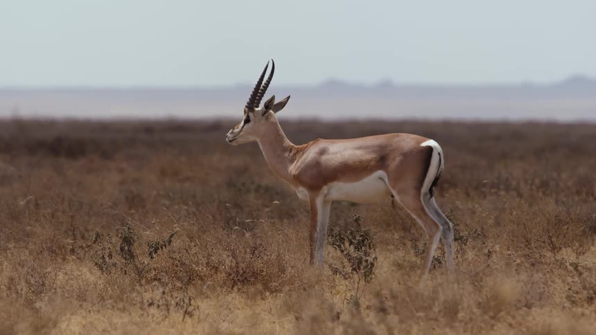 A gazelle is grazing on grass in a jungle