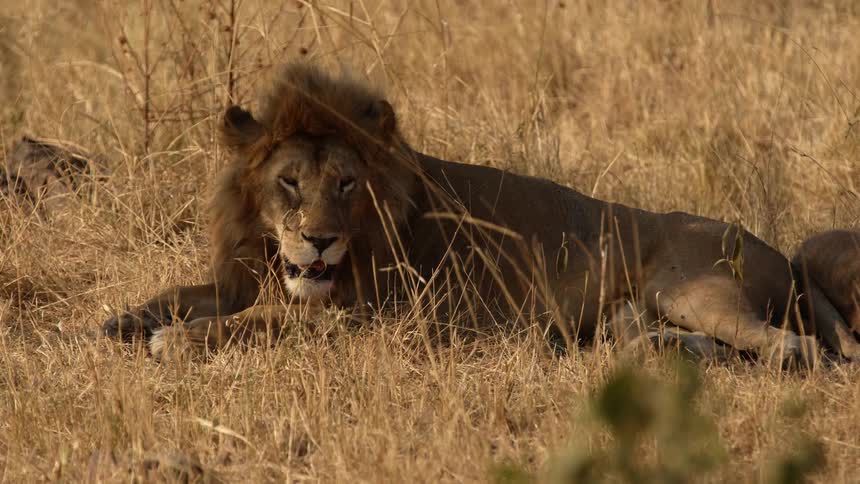Male lion relaxing on a field out in the wild