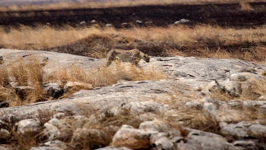 A cheetah walks across a stone area in a grassland during the day