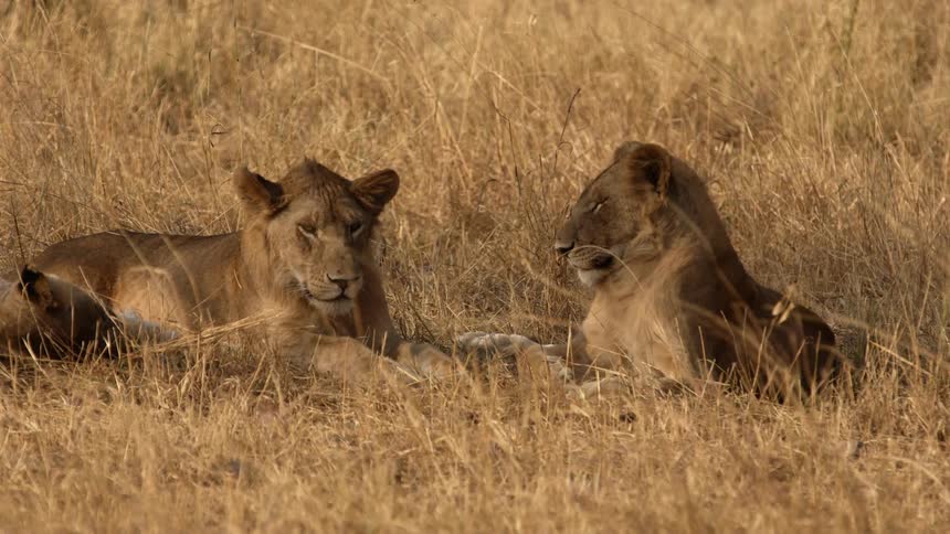 Two female lions relaxing in a field in the wild