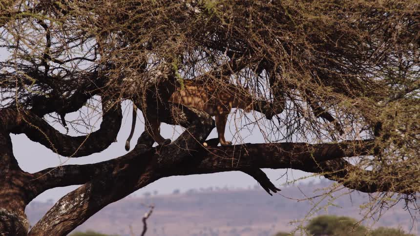 Lioness climbs a tree in the field
