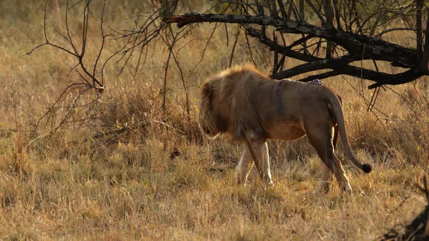 A wounded lion slowly walks through a savanna during the day