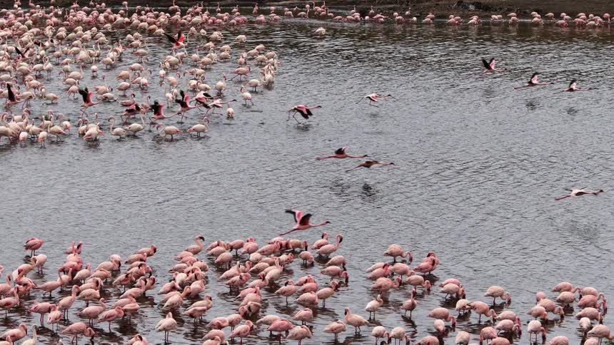 Flamingos feed in and fly over a shallow river during the day
