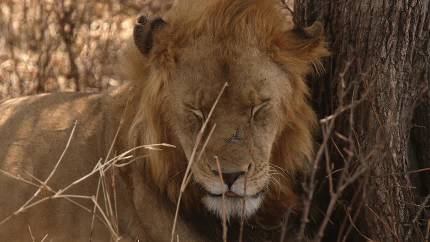 Male lion sleeping near a tree in the wild