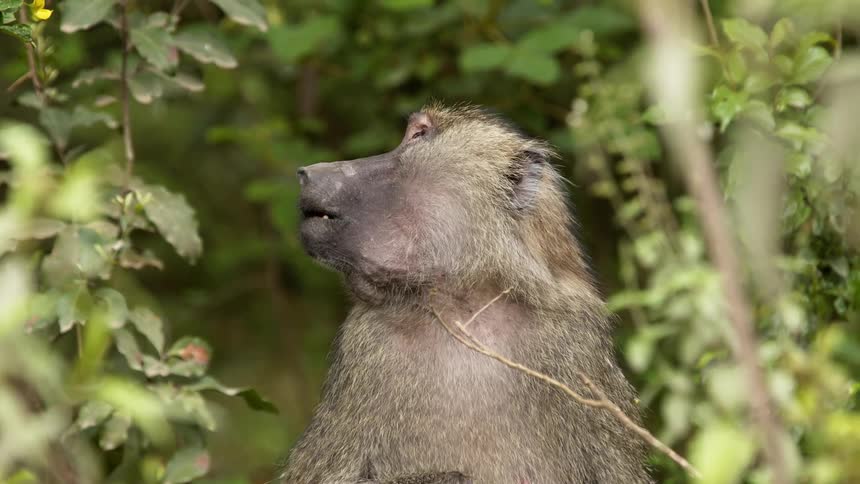 Baboon sits among tree branches chewing and looking around