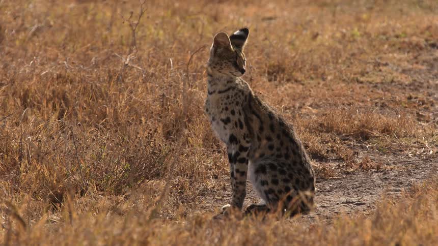 A serval sitting in a grassland during the day