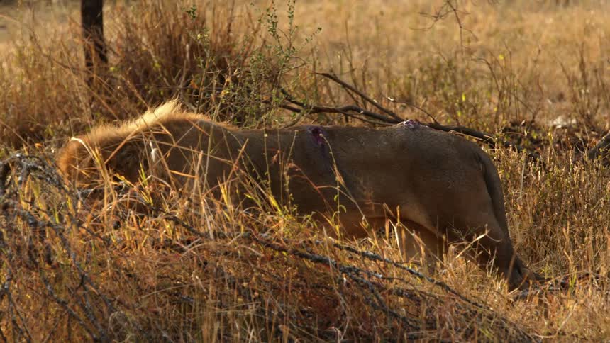 Wounded lion walks in the brown field