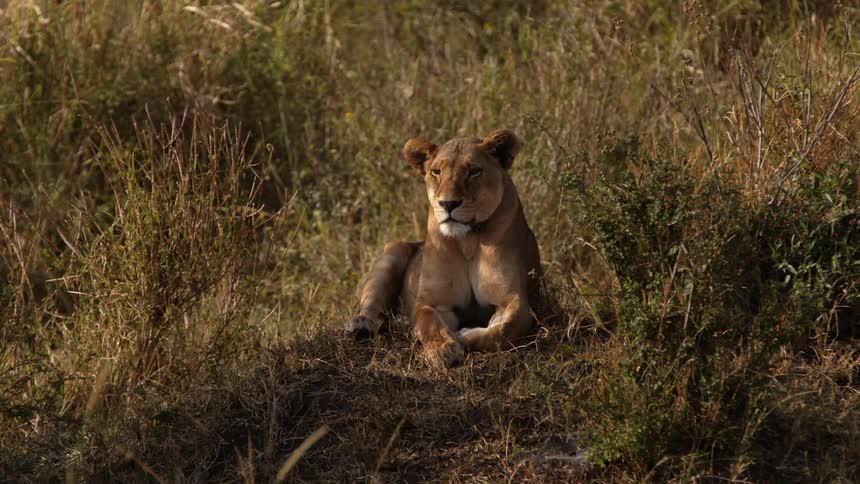 A lioness lying in the grass as the breeze blows