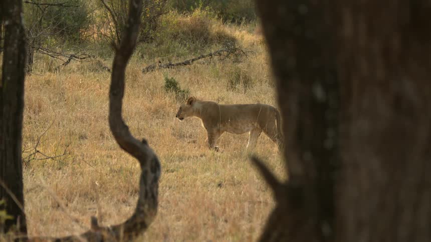 A lion is walking in the wild