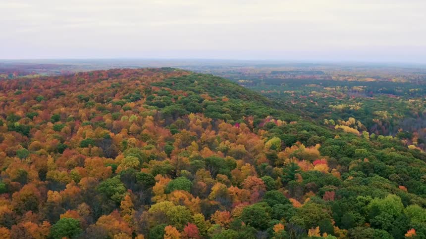 Red, yellow, orange, and green colored trees