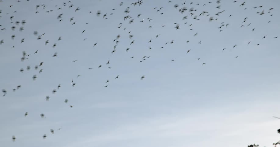 A flock of birds are flying across a cloudy milky sky