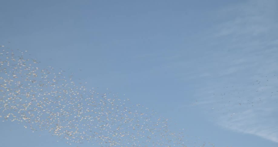 A flock of birds are flying across a milky sky