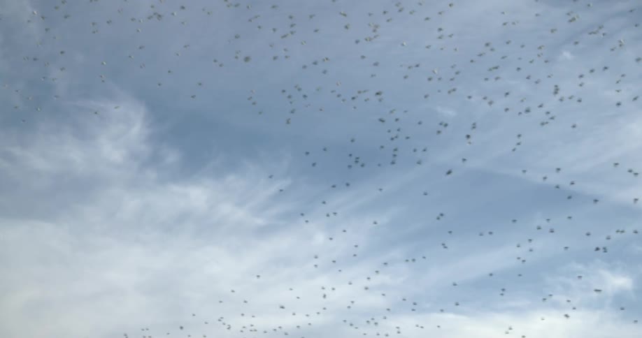 A flock of birds are flying across a cloudy sky