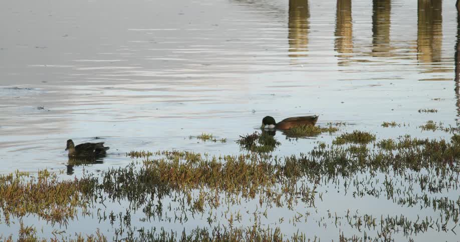 A pair of ducks swim among the vegetation in the shallow waters of a lake during the day