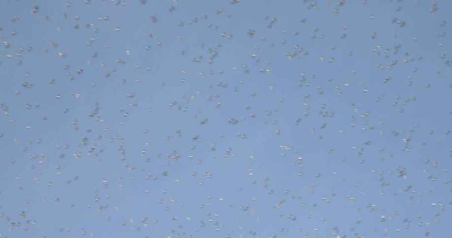 A very large flock of birds is flying overhead in formation