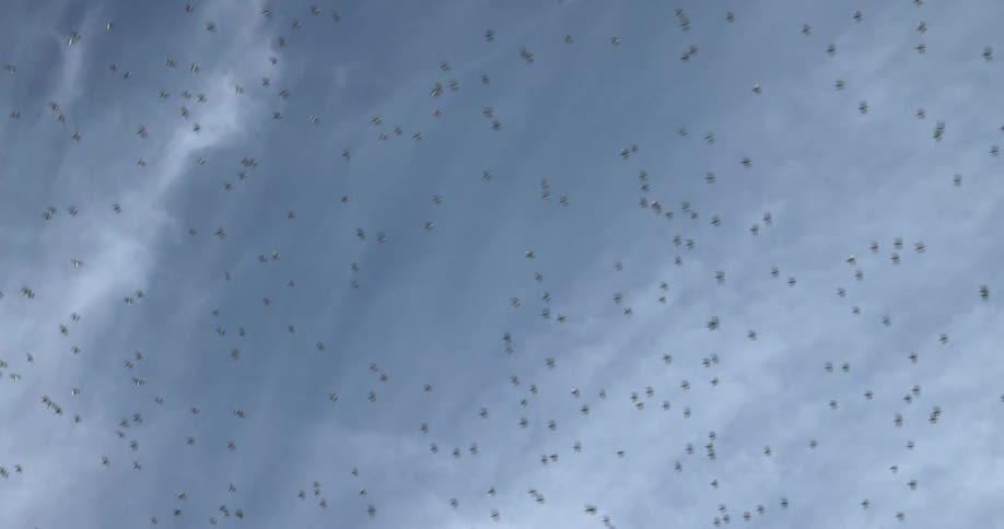 Flock of birds are flying across a cloudy sky