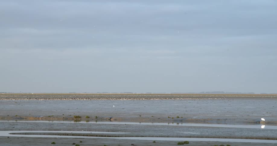 Birds fly overwater on the coast under an overcast sky