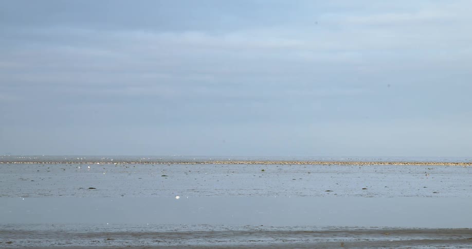 Aquatic birds fly over water under a cloudy sky