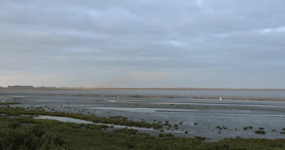 Birds flying in murmuration near a beach and water