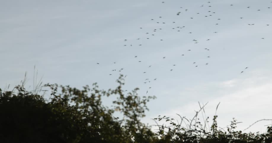 A flock of birds are flying over plants and trees in a milky sky