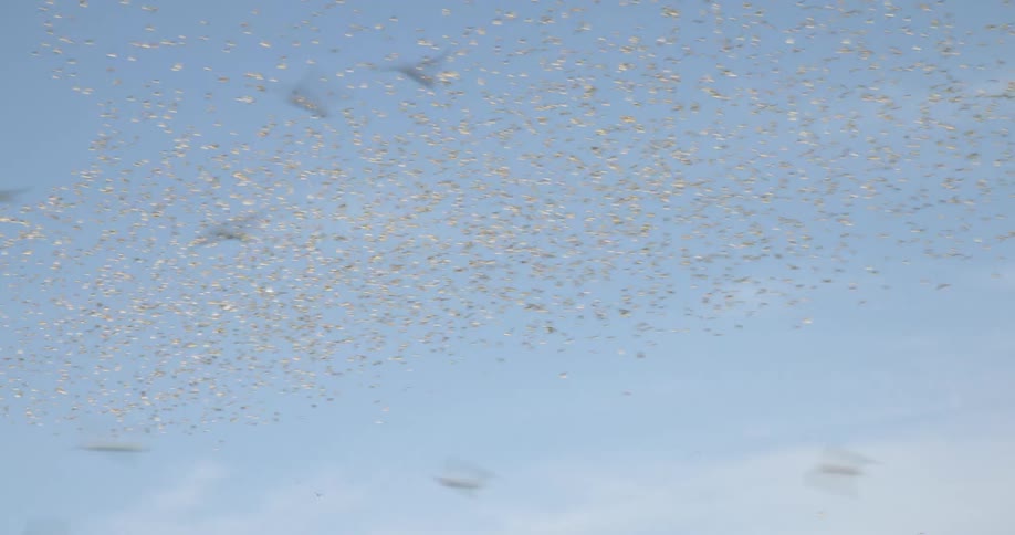 A flock of birds are flying across a milky sky
