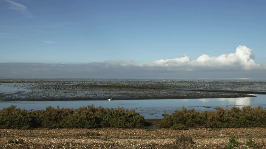 The bird walks along the water