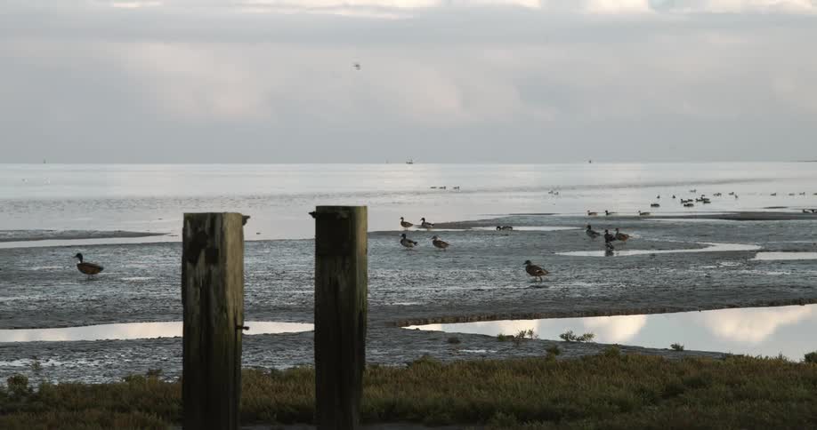 Ducks walk along the shore