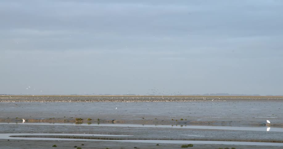 Flocks of seagulls flying over the placid coastline at daytime