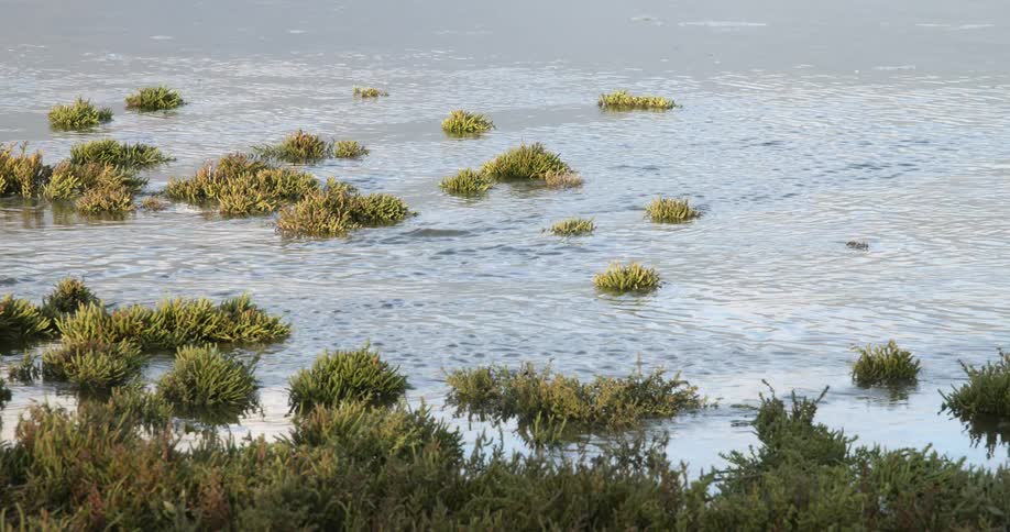 Water flows around plants sitting just off shore